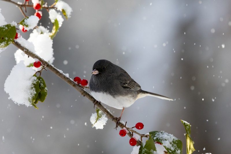 Le Jardin prend ses couleurs d'hiver