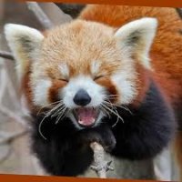 Photo de profil de RedFuryFox