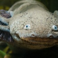 Photo de profil de Napaulin