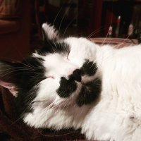 Photo de profil de Soah